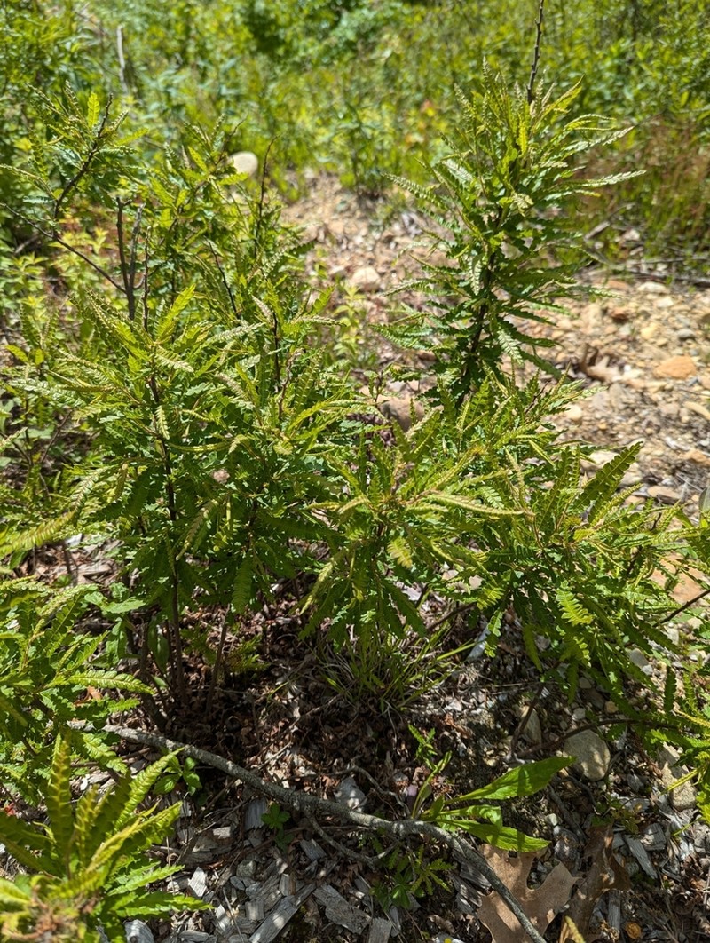 Sweet Fern photo 7