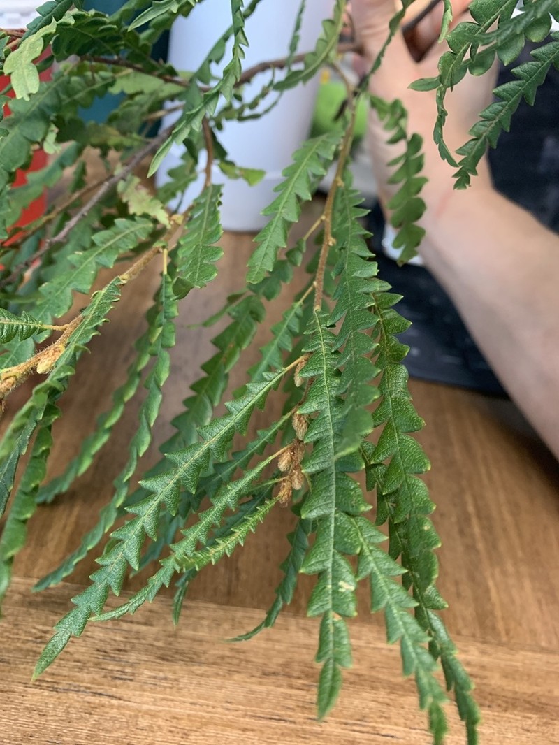 Sweet Fern photo 8