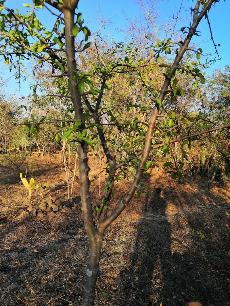 Conalma mexicana photo 8