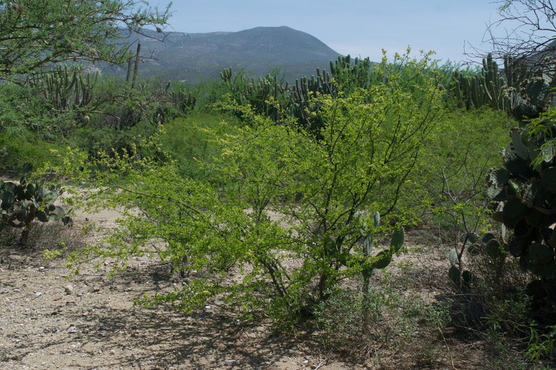 Conalma pedunculata