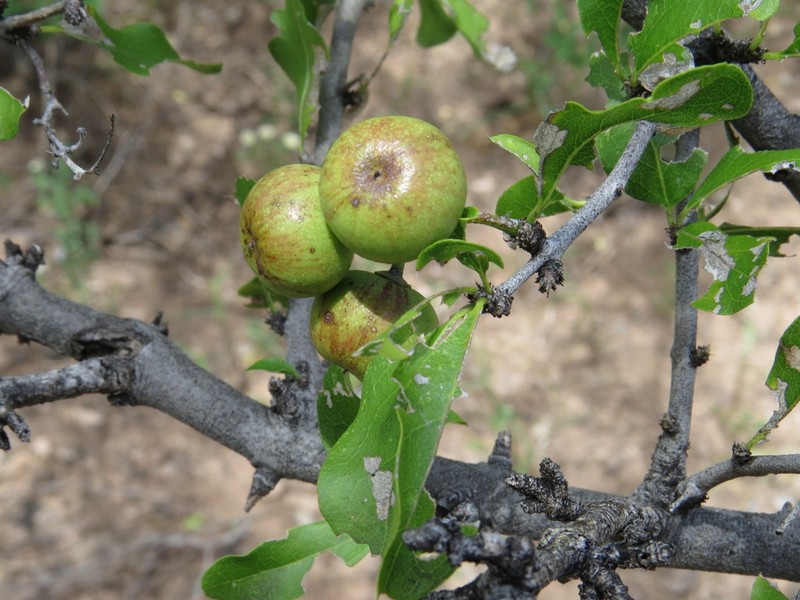 Conalma pedunculata photo 2