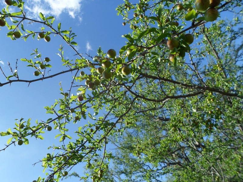 Conalma pedunculata photo 4