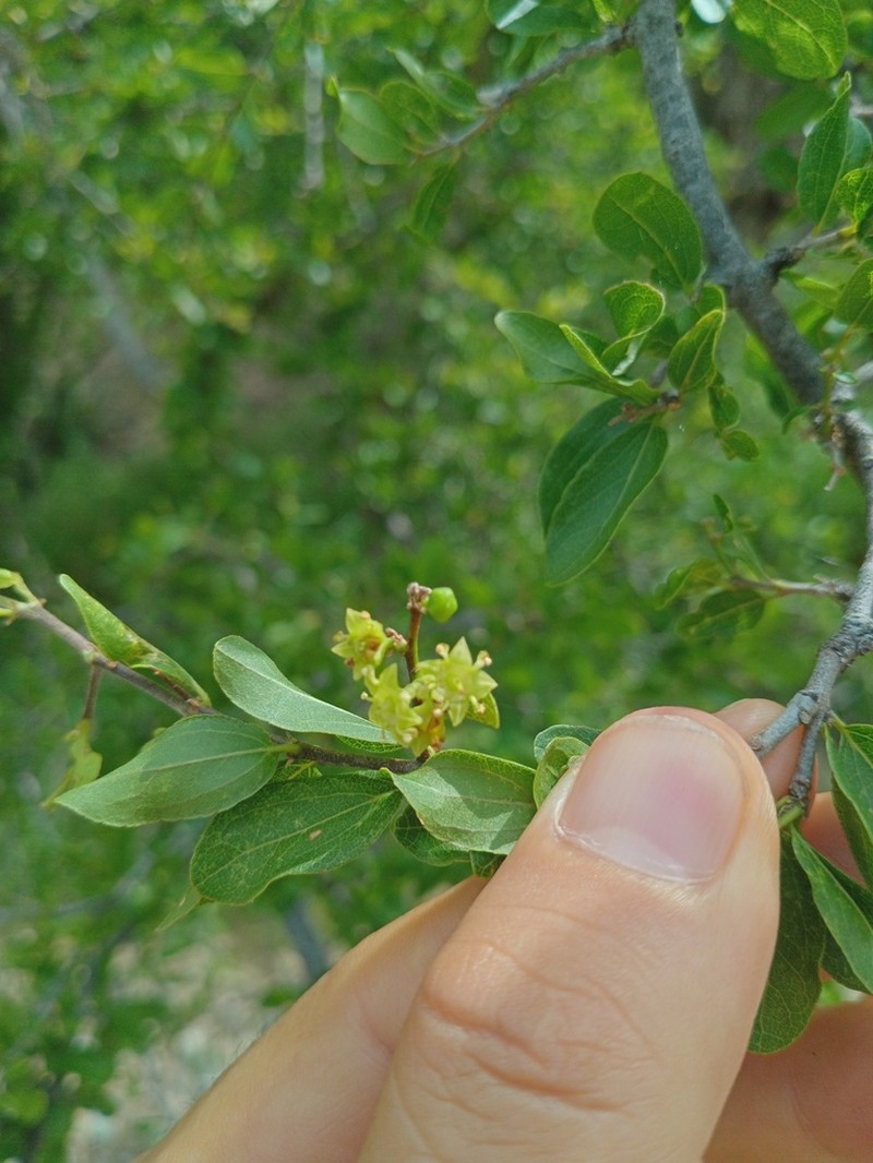 Conalma pedunculata photo 6