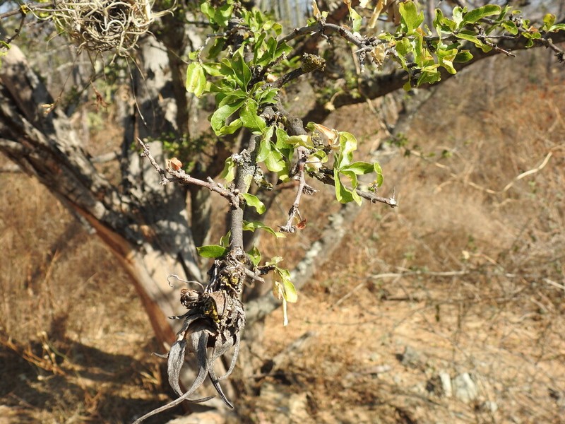 Conalma pedunculata photo 8