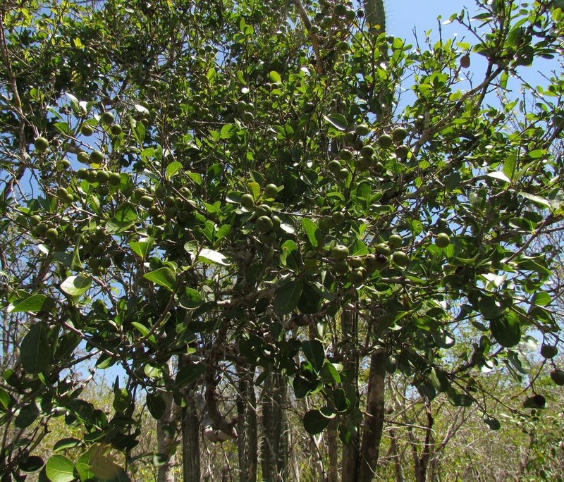 Conalma yucatanensis photo 2