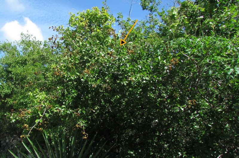 Conalma yucatanensis photo 3