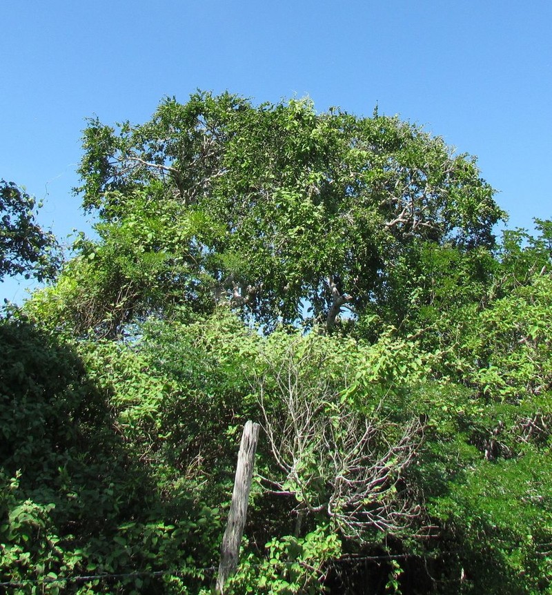 Conalma yucatanensis photo 4