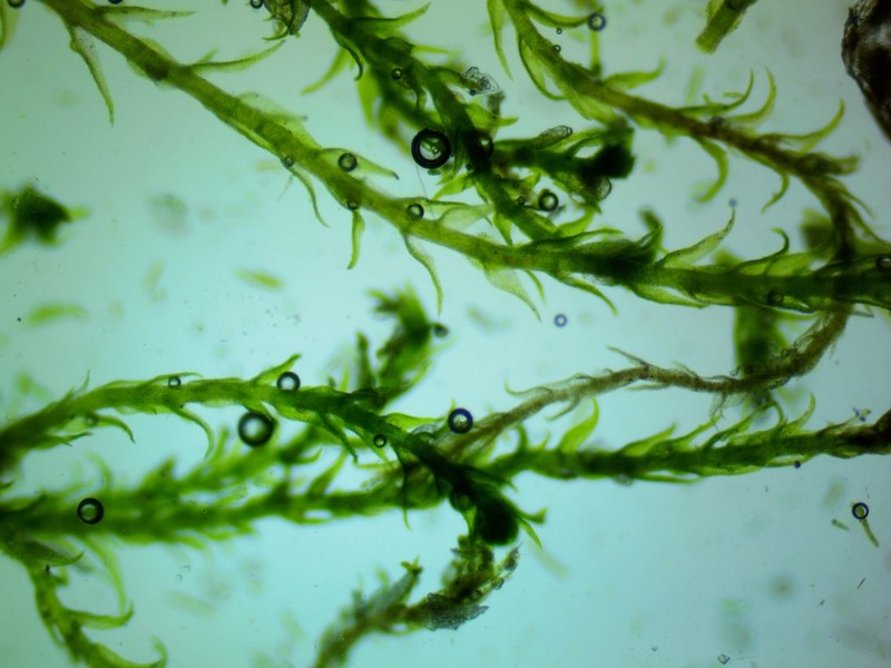 Compact Conardia Moss