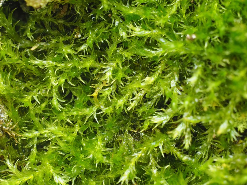 Compact Conardia Moss photo 2