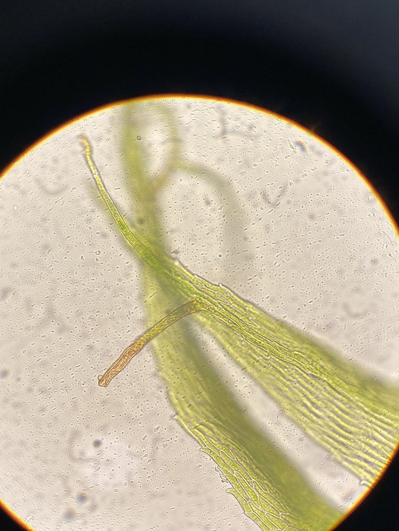 Compact Conardia Moss photo 3