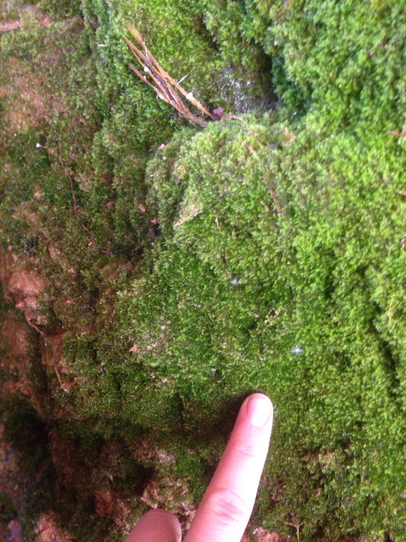 Compact Conardia Moss photo 4