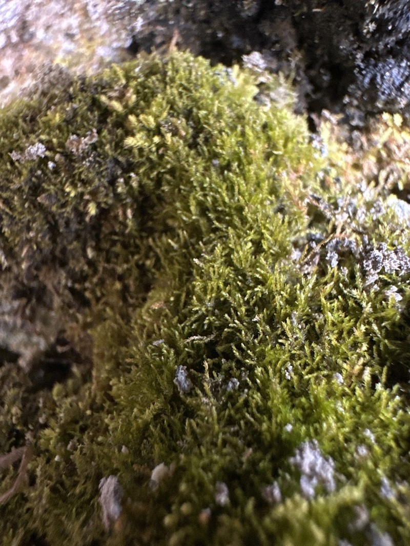 Compact Conardia Moss photo 5