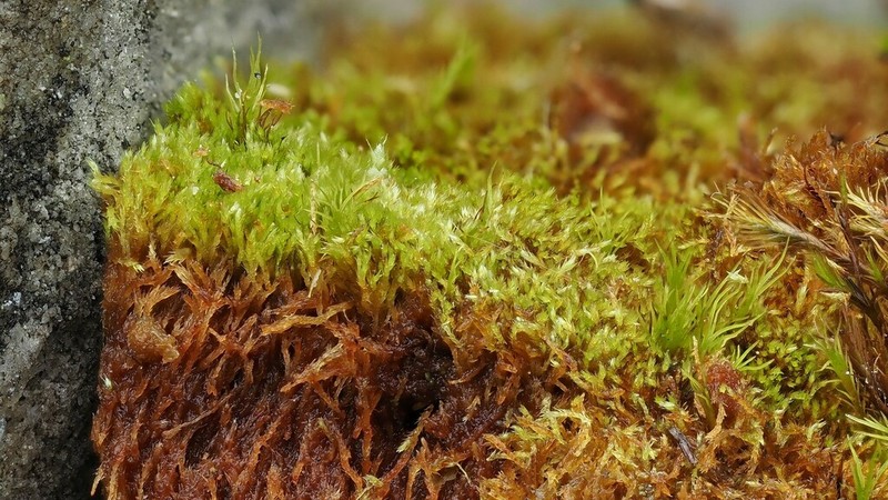 Compact Conardia Moss photo 6
