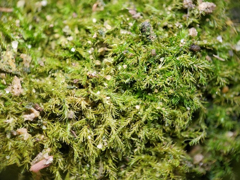 Compact Conardia Moss photo 7