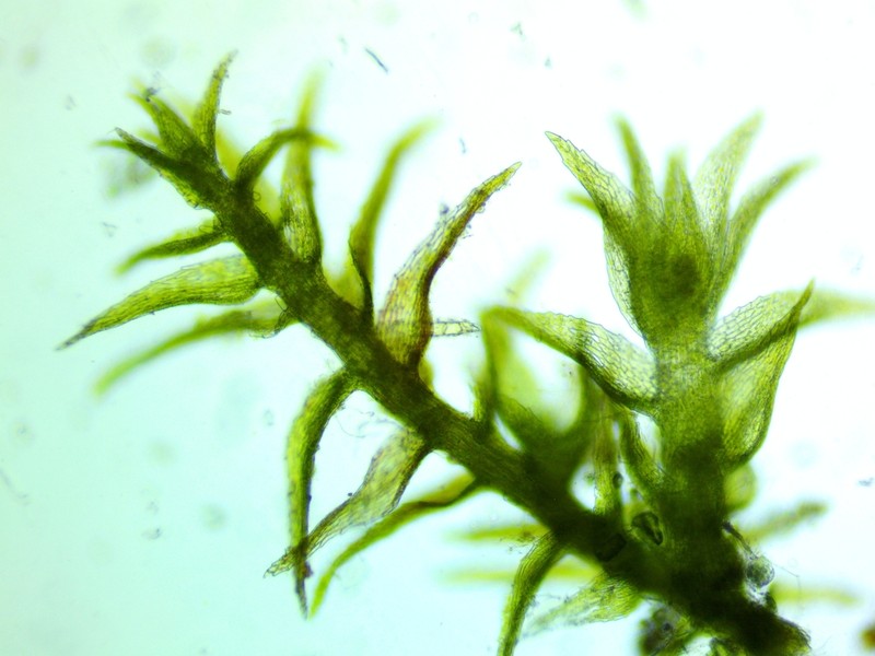 Compact Conardia Moss photo 8