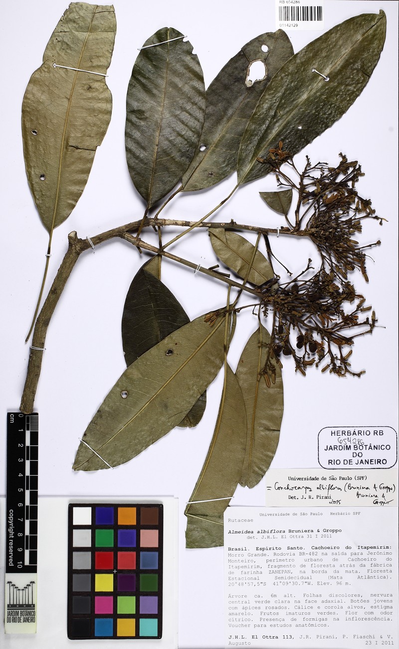 Conchocarpus albiflorus