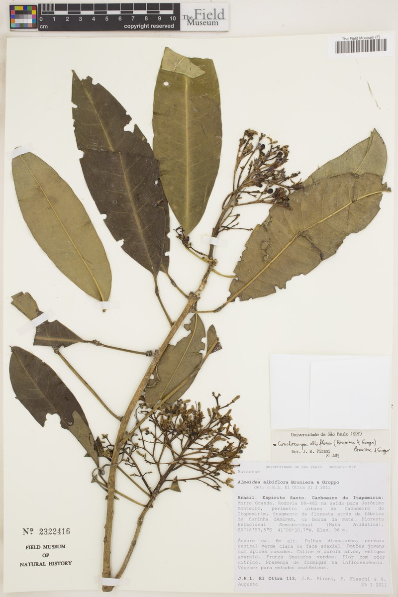 Conchocarpus albiflorus photo 2