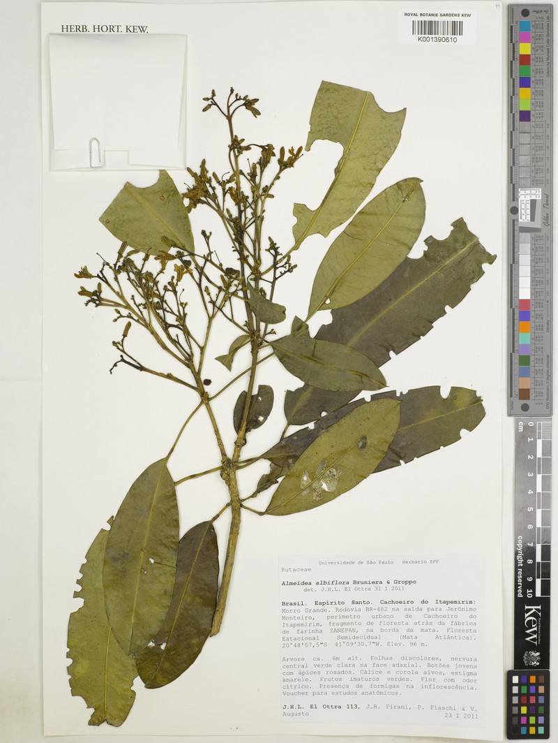 Conchocarpus albiflorus photo 3