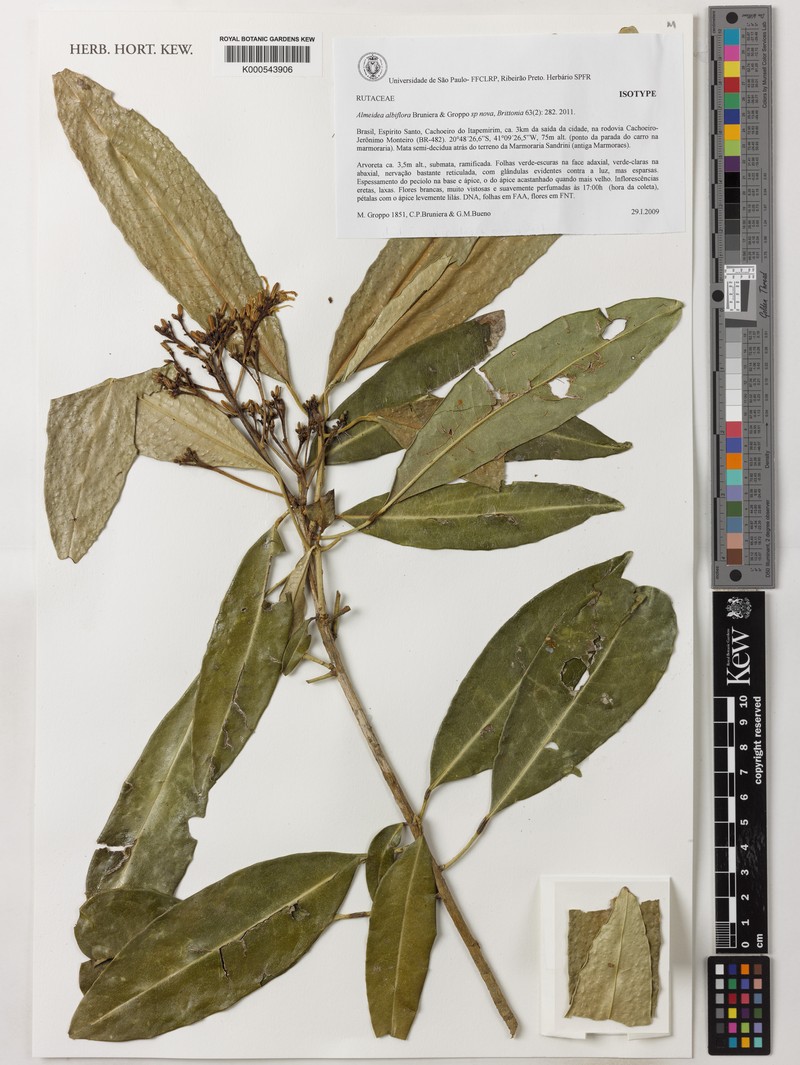 Conchocarpus albiflorus photo 4