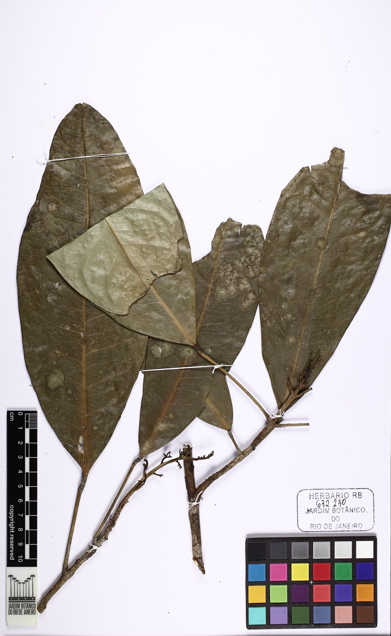Conchocarpus coeruleus