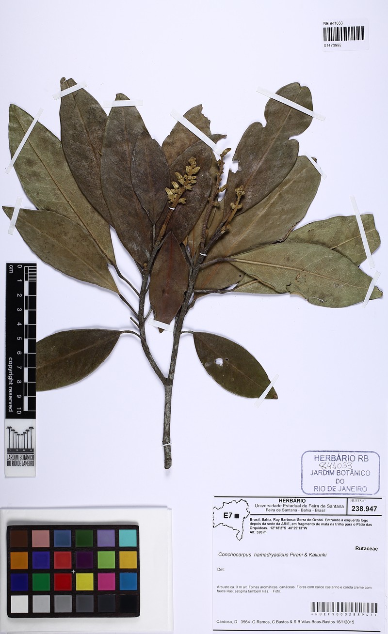 Conchocarpus hamadryadicus