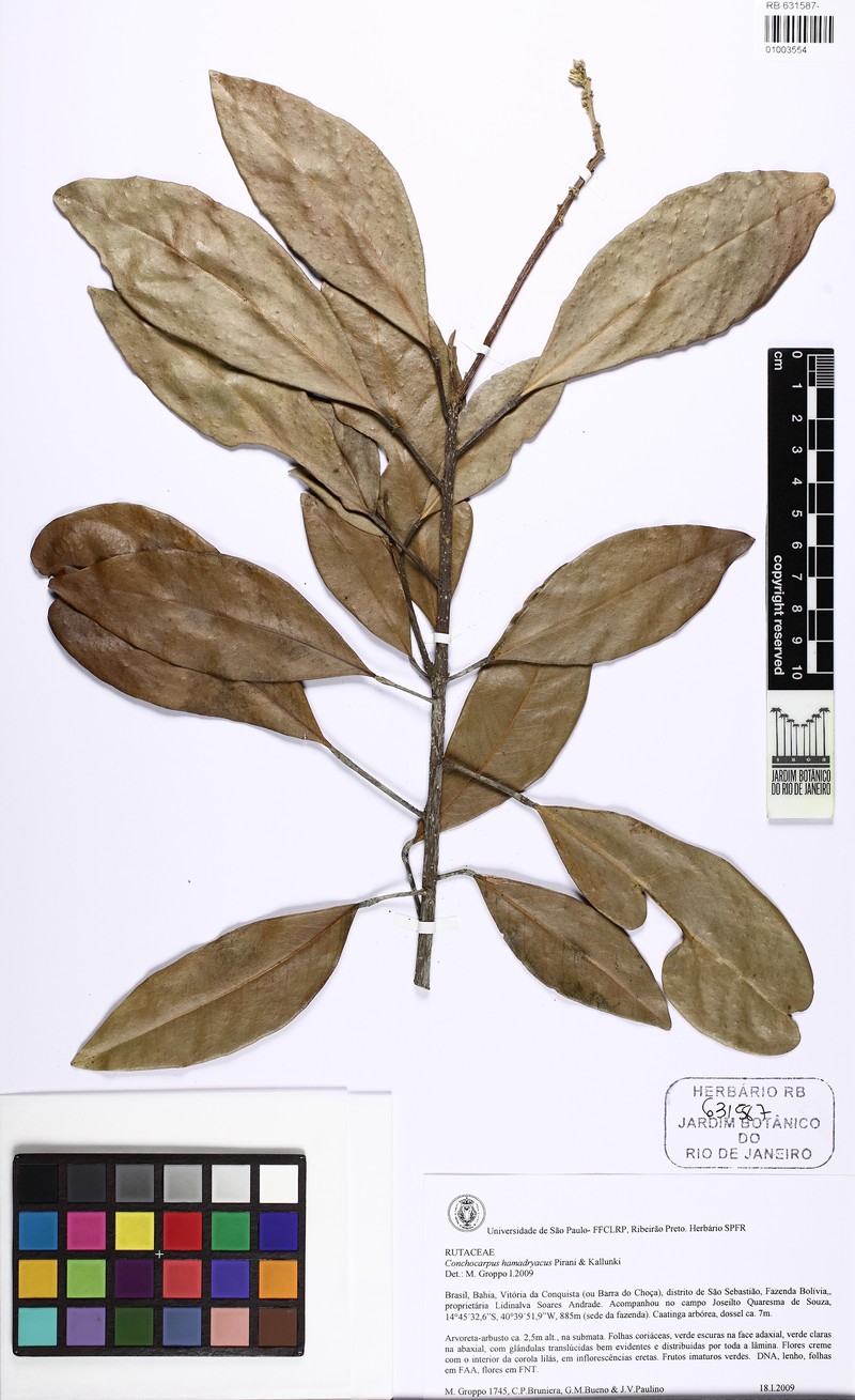 Conchocarpus hamadryadicus photo 2