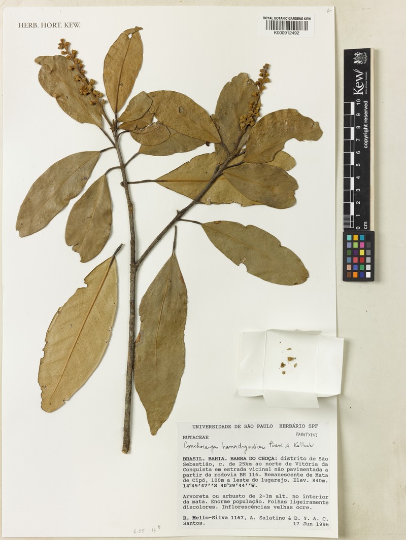 Conchocarpus hamadryadicus photo 3