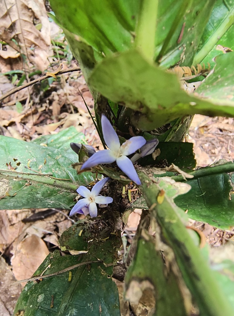 Conchocarpus hendrixii photo 2