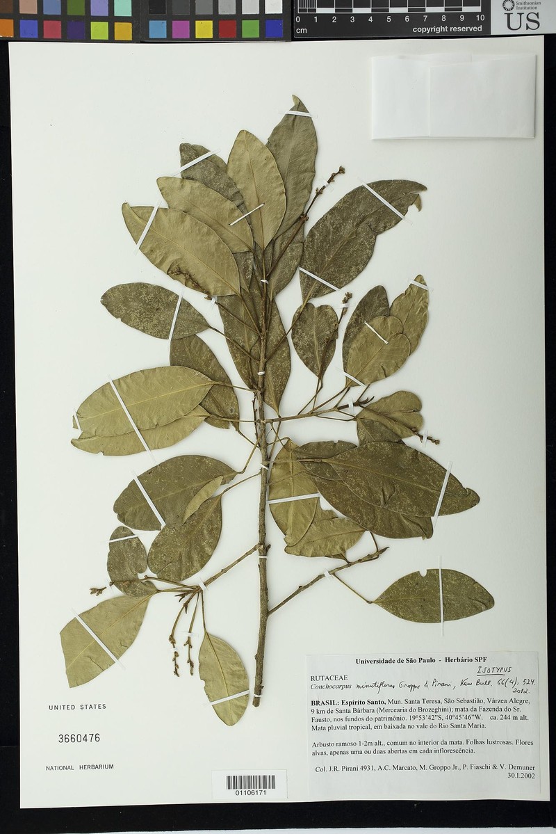 Conchocarpus minutiflorus