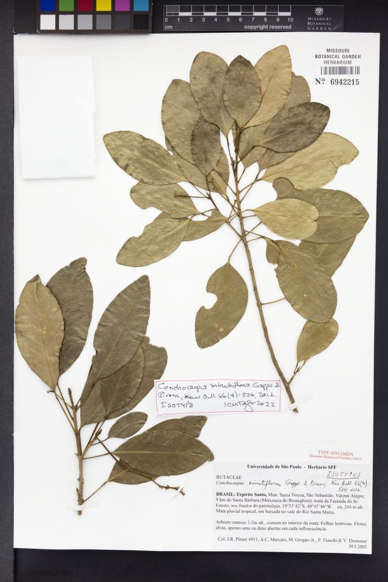 Conchocarpus minutiflorus photo 2