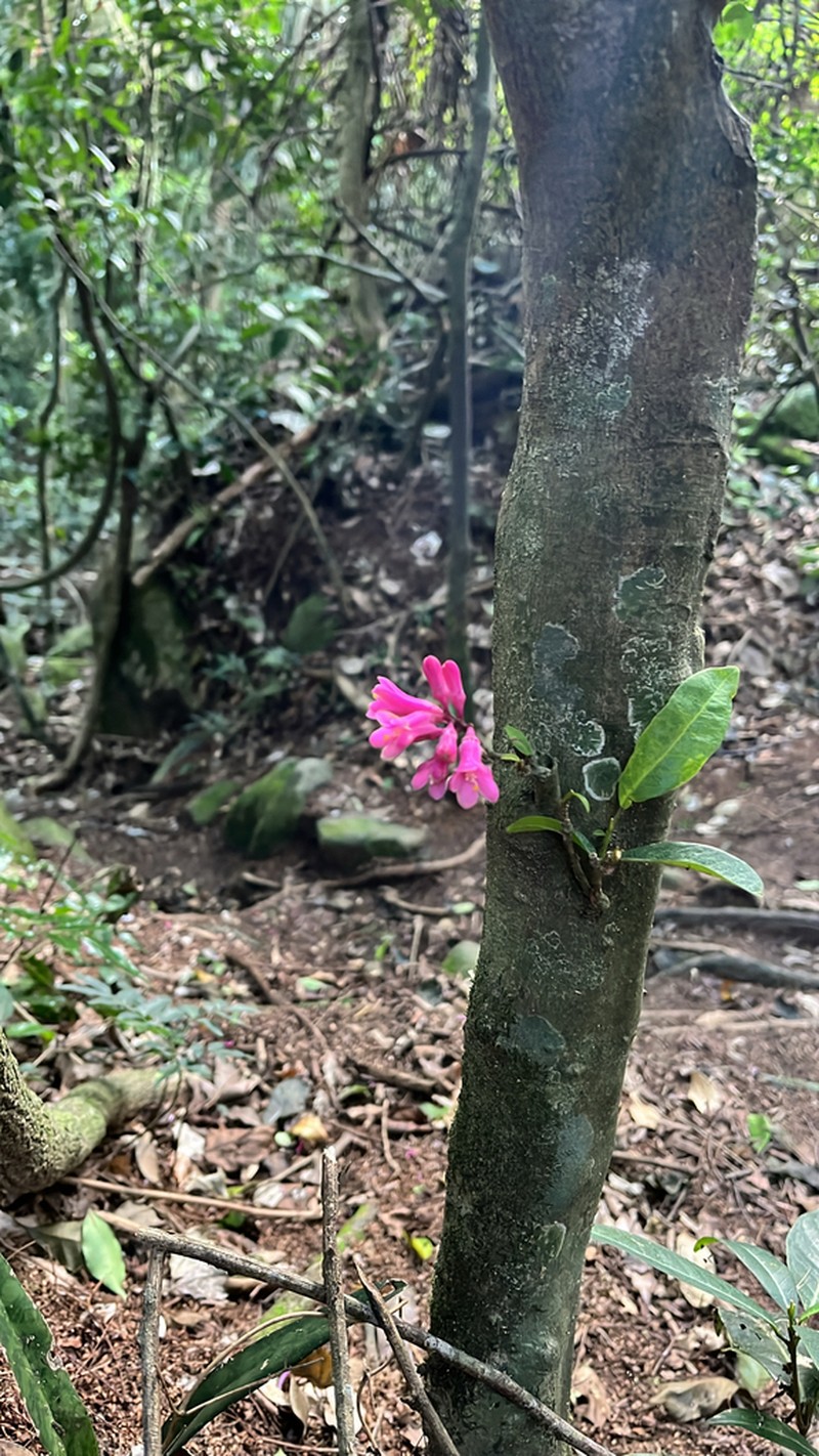 Conchocarpus ruber