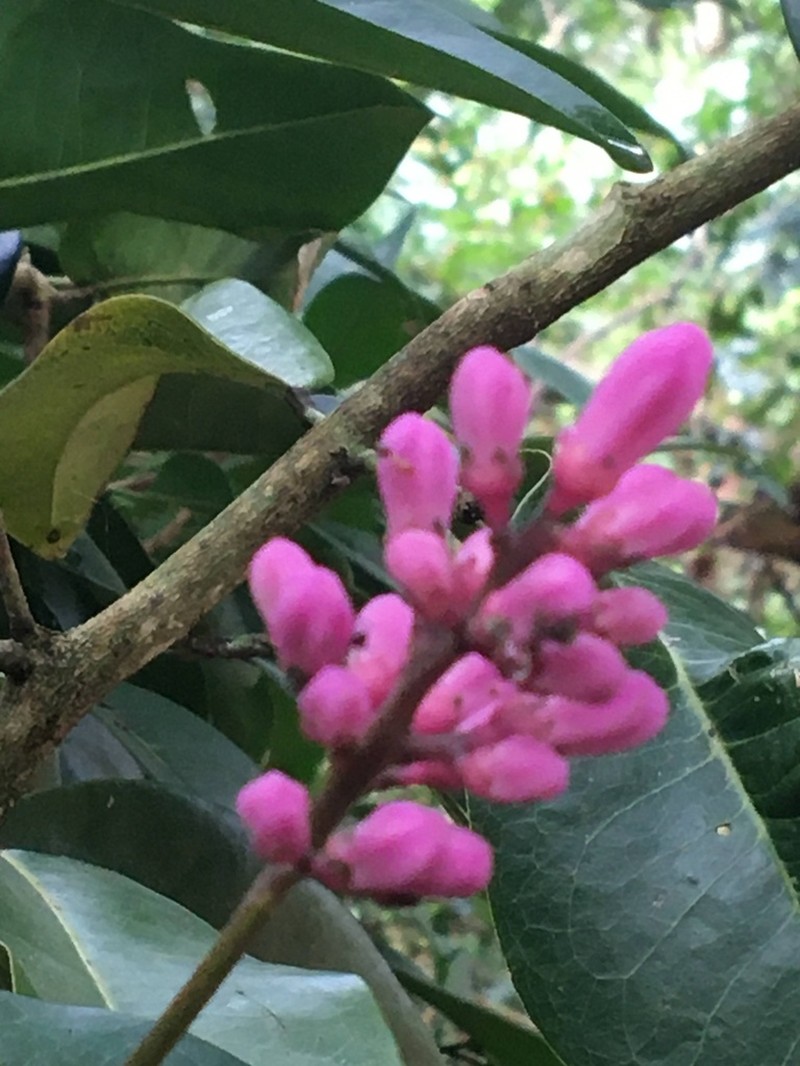 Conchocarpus ruber photo 3