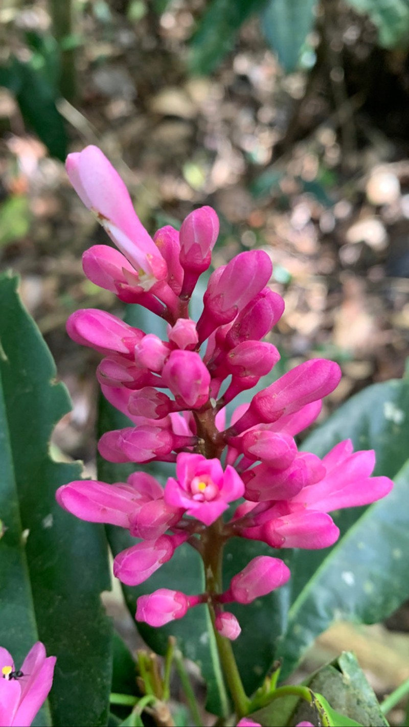 Conchocarpus ruber photo 4