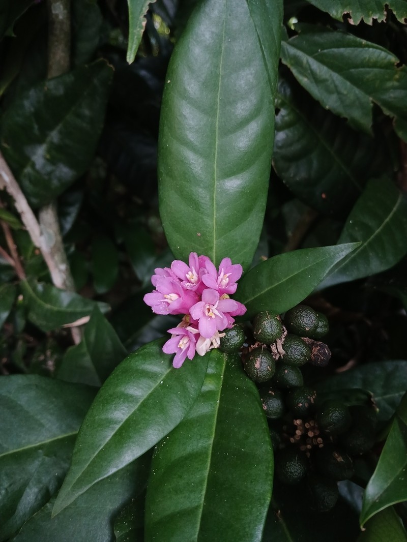 Conchocarpus ruber photo 5