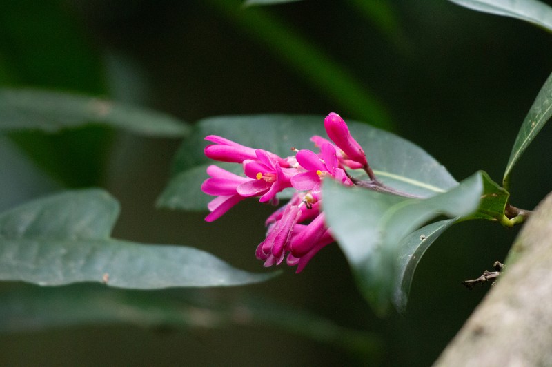 Conchocarpus ruber photo 7