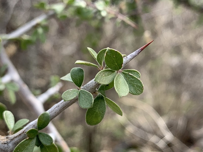 Correll's Snakewood photo 2