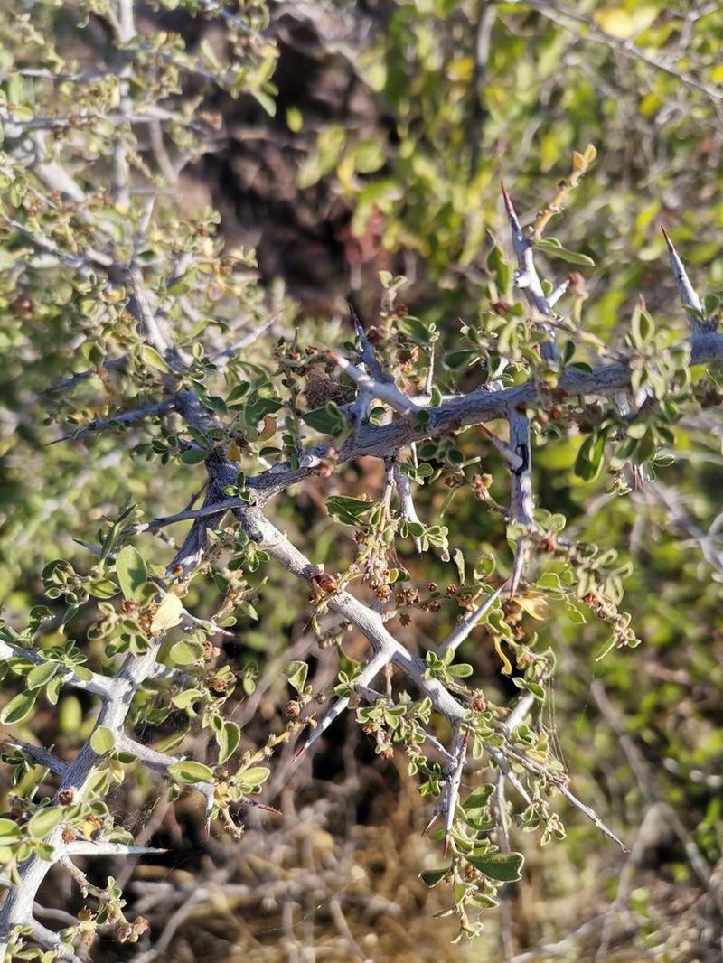 Correll's Snakewood photo 4