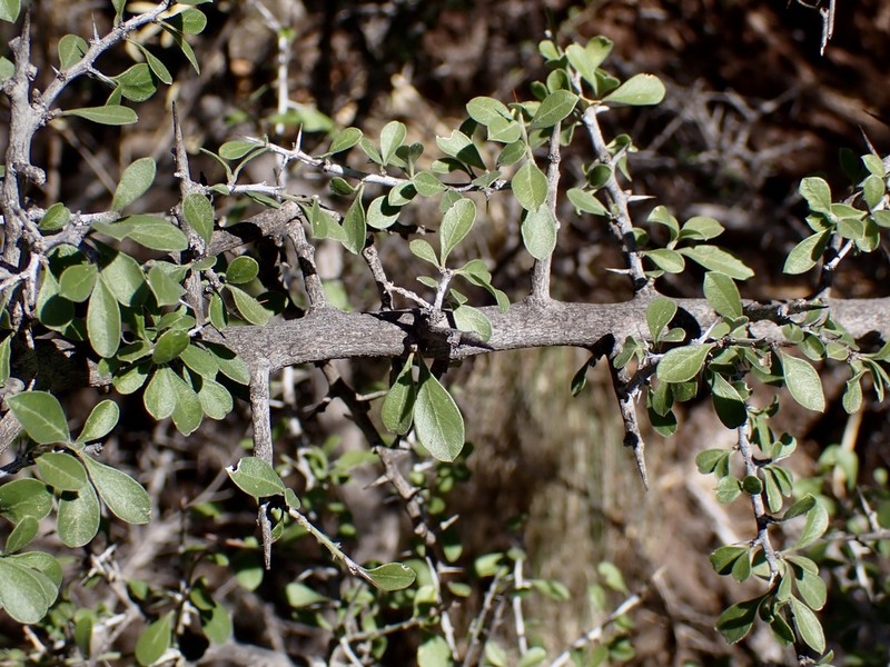 Correll's Snakewood photo 7
