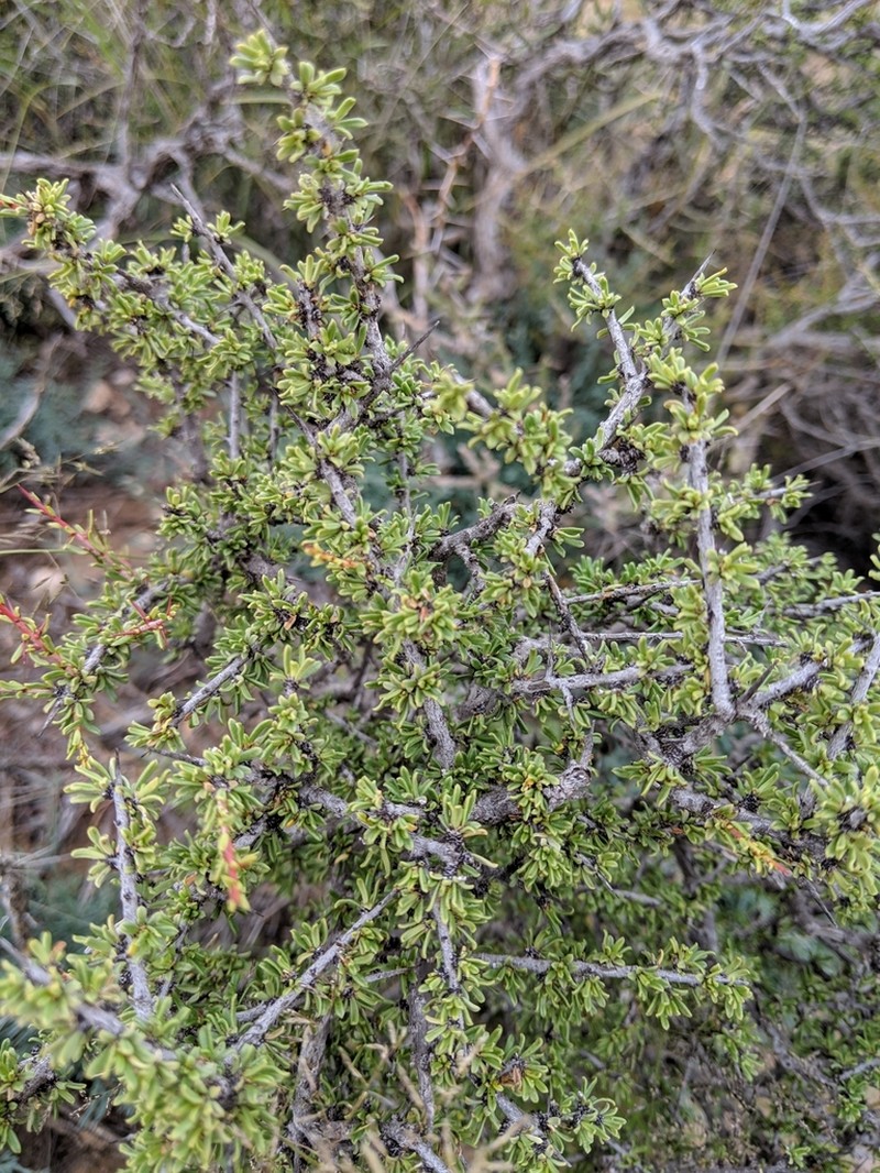 Javelina Bush