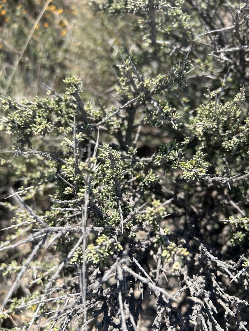 Javelina Bush photo 2