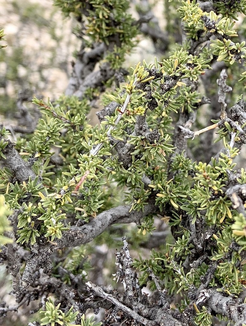 Javelina Bush photo 3