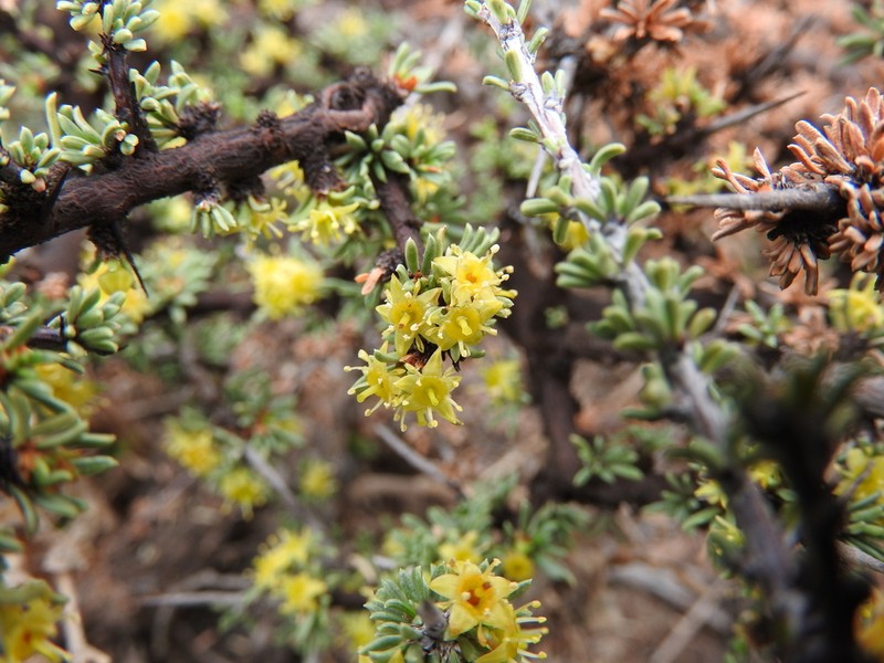 Javelina Bush photo 5