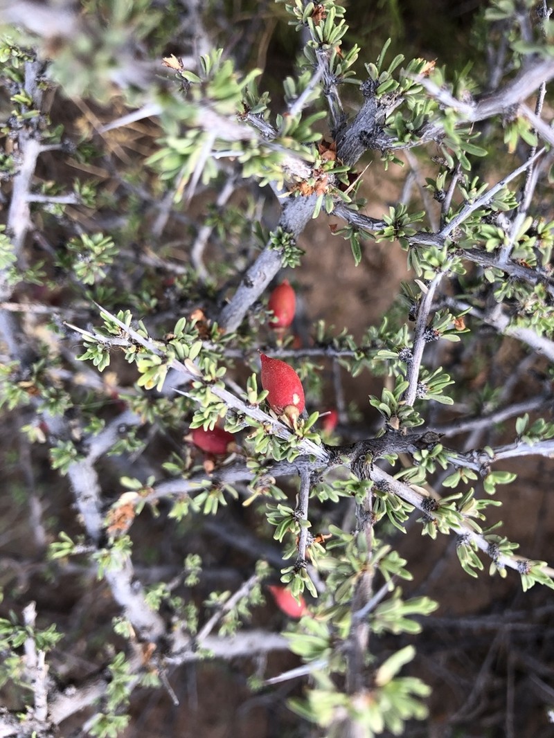 Javelina Bush photo 6
