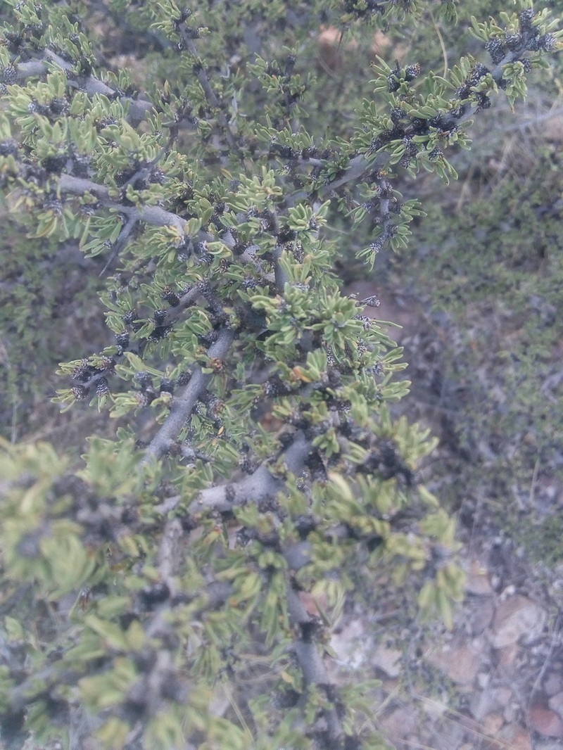Javelina Bush photo 7