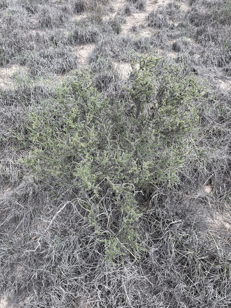 Javelina Bush photo 8