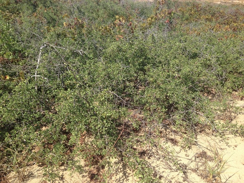 Bitter Snakewood