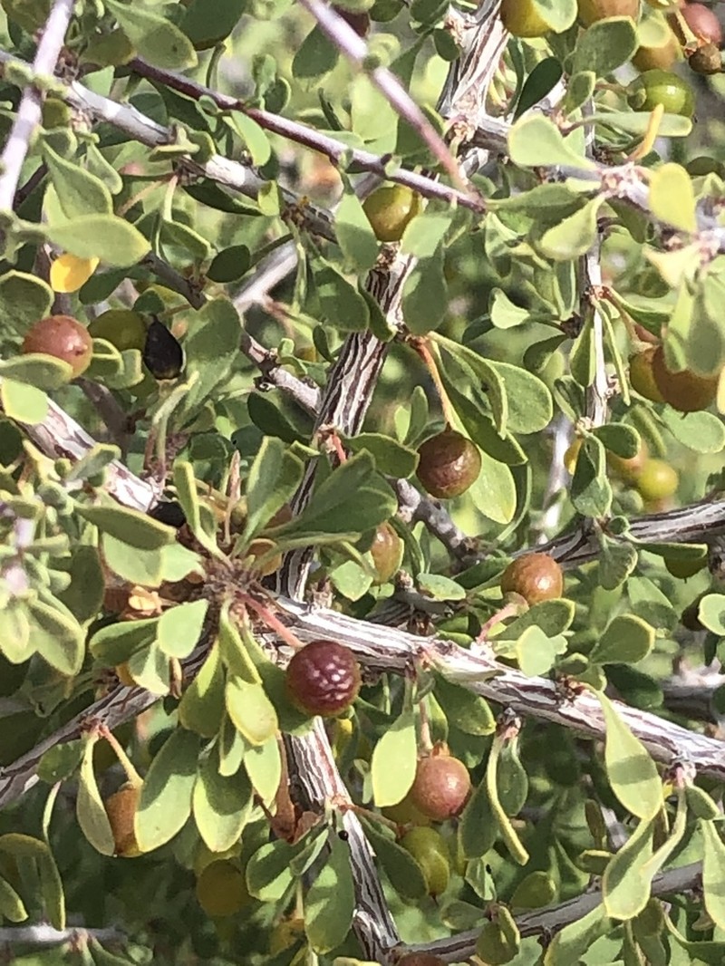 Bitter Snakewood photo 6