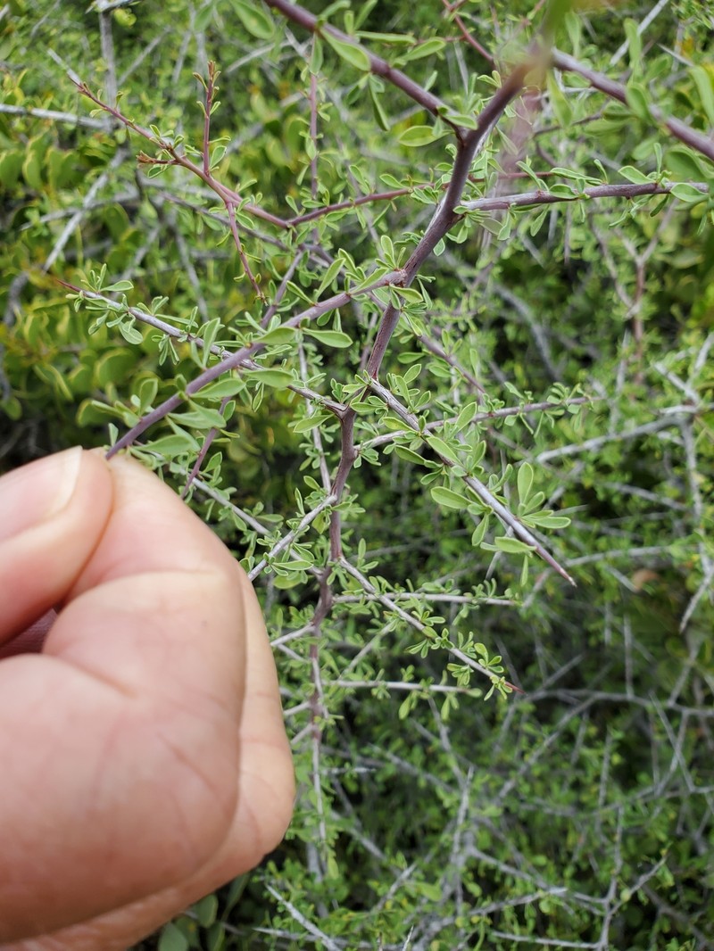 Condalia globosa var. globosa