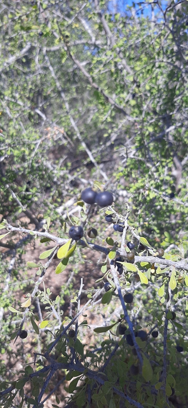 Condalia globosa var. globosa photo 2