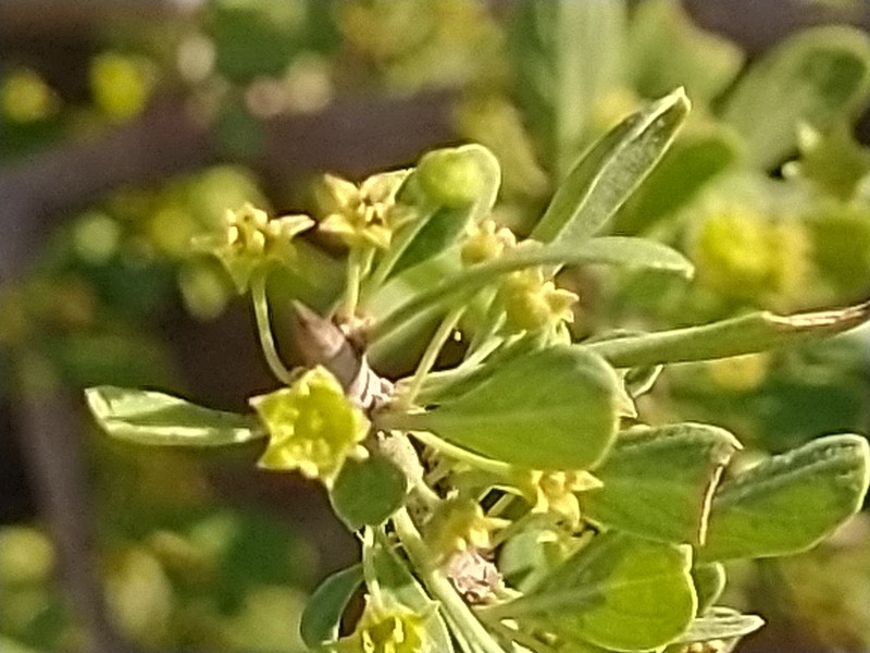 Condalia globosa var. globosa photo 3